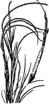 New Mexico feathergrass
